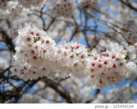 桜の花 クロースアップ 桜の花 クロースアップ 125459129