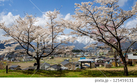 満開の桜 大町公園 長野県 満開の桜 大町公園 長野県 125459131