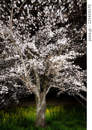 夜桜DIY ~照明担いで夜桜創出(東雲公園編)~ 夜桜DIY ~照明担いで夜桜創出(東雲公園編)~ 125459170