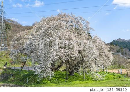 旧石部邸跡地の石部桜　福島県会津若松市 125459339