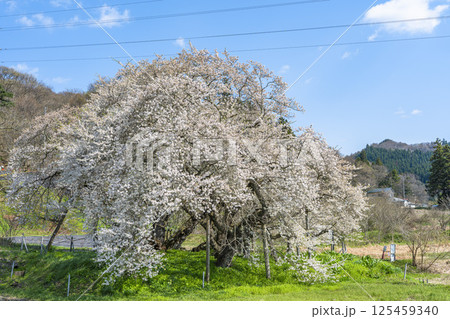 旧石部邸跡地の石部桜 福島県会津若松市 旧石部邸跡地の石部桜 福島県会津若松市 125459340