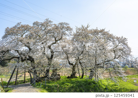 旧石部邸跡地の石部桜 福島県会津若松市 旧石部邸跡地の石部桜 福島県会津若松市 125459341