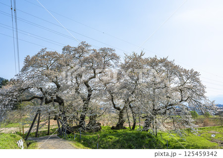 旧石部邸跡地の石部桜 福島県会津若松市 旧石部邸跡地の石部桜 福島県会津若松市 125459342