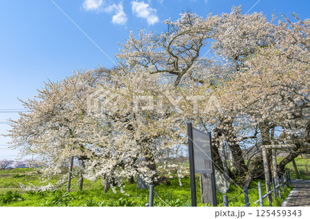 旧石部邸跡地の石部桜 福島県会津若松市 旧石部邸跡地の石部桜 福島県会津若松市 125459343