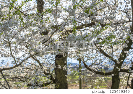 旧石部邸跡地の石部桜 福島県会津若松市 旧石部邸跡地の石部桜 福島県会津若松市 125459349