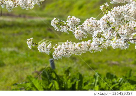 旧石部邸跡地の石部桜　福島県会津若松市 125459357