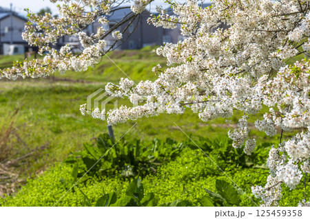 旧石部邸跡地の石部桜　福島県会津若松市 125459358
