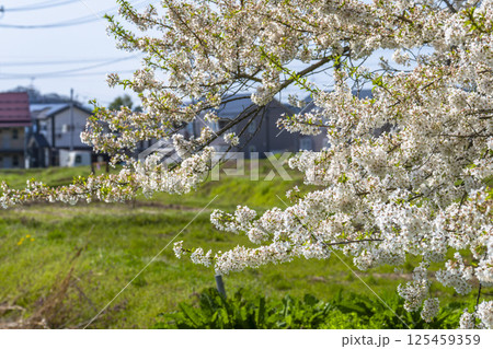 旧石部邸跡地の石部桜　福島県会津若松市 125459359