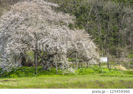 旧石部邸跡地の石部桜 福島県会津若松市 旧石部邸跡地の石部桜 福島県会津若松市 125459360