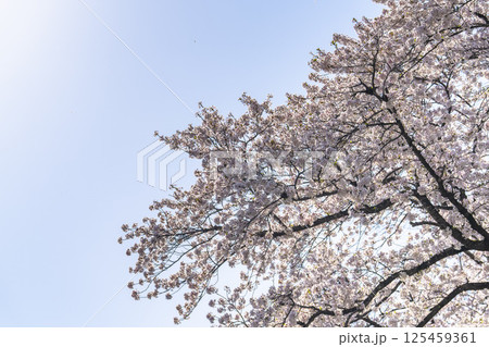 旧石部邸跡地の石部桜 福島県会津若松市 旧石部邸跡地の石部桜 福島県会津若松市 125459361