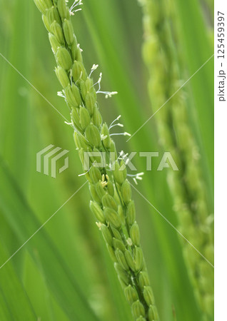 初夏の田んぼの稲の花 稲 イネ お米の花 初夏の田んぼの稲の花 稲 イネ お米の花 125459397