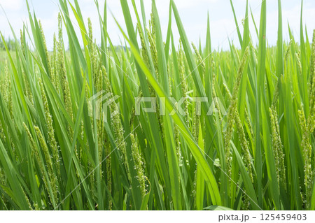 初夏の田んぼの稲の花 稲 イネ お米の花 初夏の田んぼの稲の花 稲 イネ お米の花 125459403