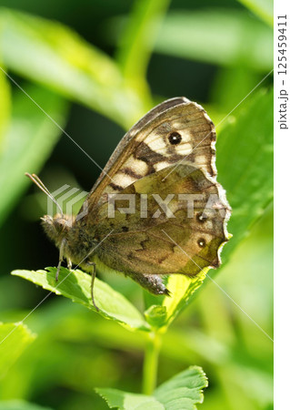 Closeup on a Brown speckled woodbutterfly, Pararge aegeria in the garden with closed wings 125459411
