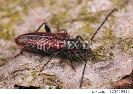 Closeup on the invasive Japanese cedar longhorn beetle Callidiellum rufipenne in a European garden 125459412