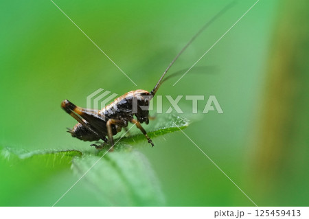Closeup on a nymph European dark bush-cricket , Pholidoptera griseoaptera sitting on a green leaf 125459413