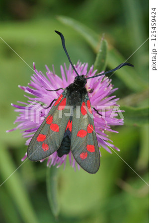 Closeup on the colorful diurnal Six-Spot Burnet, Zygaena filipendula on a purple knapweed flower 125459424