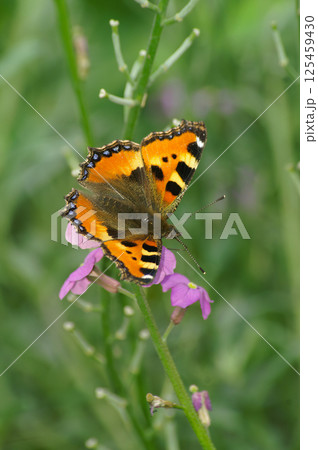 Closeup on a fresh emerged European small tortoiseshell butterfly, Aglais urticae Closeup on a fresh emerged European small tortoiseshell butterfly, Aglais urticae 125459430