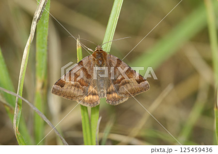 Closeup on the burnet companion moth, Euclidia glyphica 125459436