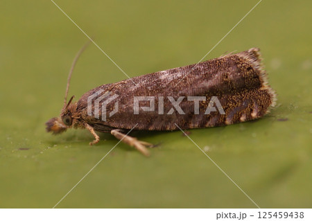 Closeup on a Dichrorampha micro moth, sitting on a green leaf in the garden 125459438