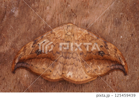 Closeup on a gracious brown pebble hook-tip moth, Drepana falcataria, sitting with open wings 125459439