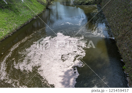 鶴ヶ城（若松城）内の桜　堀　福島県会津若松市 125459457