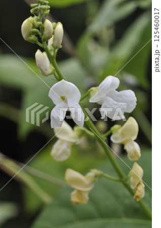 秋の畑に咲く紅花インゲン豆の花 125460017