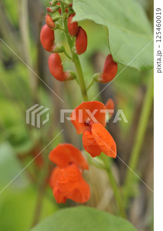秋の畑に咲く紅花インゲン豆の花 125460019