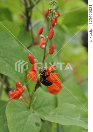 秋の畑に咲く紅花インゲン豆の花 125460021