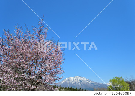 青空と桜と残雪の黒姫山 125460097