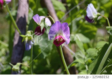 初夏の菜園のエンドウ豆の花 125460152