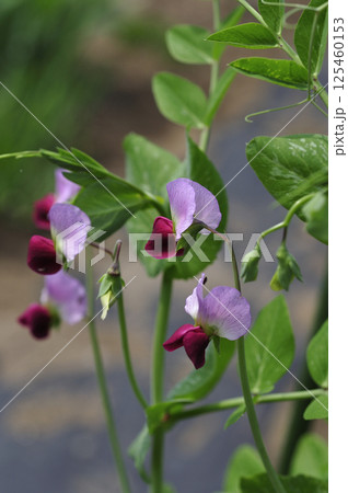 初夏の菜園のエンドウ豆の花 125460153