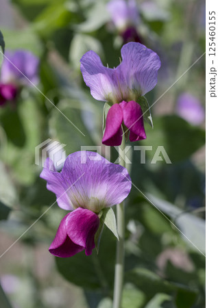 初夏の菜園のエンドウ豆の花 初夏の菜園のエンドウ豆の花 125460155