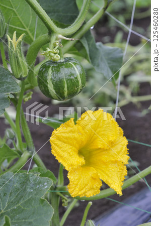 初夏の菜園に咲いたカボチャの花 125460280
