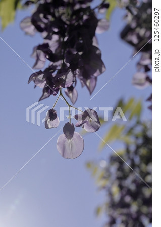 満開の藤 満開の藤 125460297