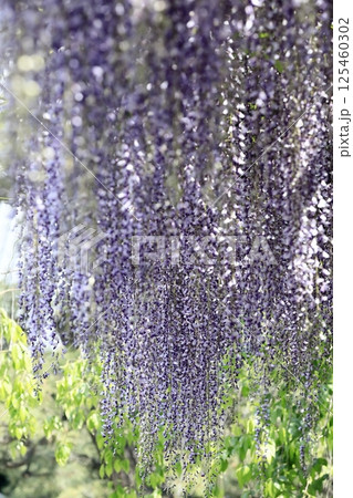 満開の藤 満開の藤 125460302