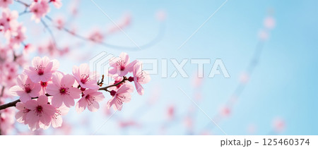 Horizontal banner with sakura flowers of pink color on blue sky backdrop. Beautiful nature spring background with a branch of blooming sakura. 125460374