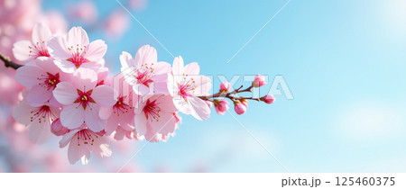 Horizontal banner with sakura flowers of pink color on blue sky backdrop. Beautiful nature spring background with a branch of blooming sakura. Horizontal banner with sakura flowers of pink color on blue sky backdrop. Beautiful nature spring background with a branch of blooming sakura. 125460375