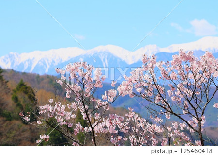 高遠城址公園の満開の桜と遠方に望む冠雪の木曽駒ケ岳連峰 高遠城址公園の満開の桜と遠方に望む冠雪の木曽駒ケ岳連峰 125460418