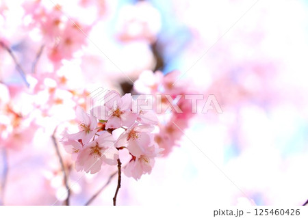 高遠城址公園の満開の桜 高遠城址公園の満開の桜 125460426