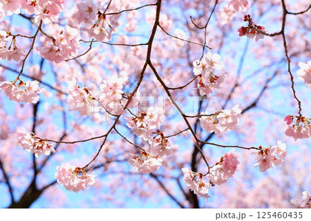 高遠城址公園の満開の桜 高遠城址公園の満開の桜 125460435