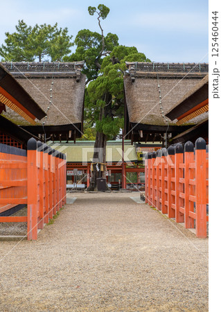 住吉大社　貝塚伊吹の古木と第四、第三本宮　大阪市 125460444