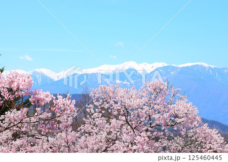 高遠城址公園の満開の桜と遠方に望む冠雪の木曽駒ケ岳連峰 125460445