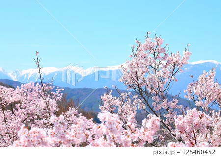 高遠城址公園の満開の桜と遠方に望む冠雪の木曽駒ケ岳連峰 125460452