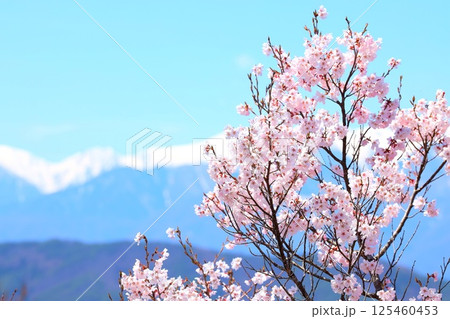 高遠城址公園の満開の桜と遠方に望む冠雪の木曽駒ケ岳連峰 125460453
