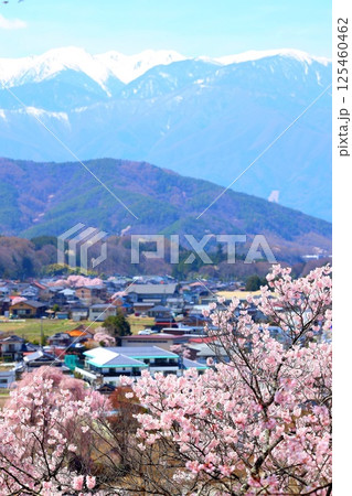高遠城址公園の満開の桜と遠方に望む冠雪の木曽駒ケ岳連峰 125460462