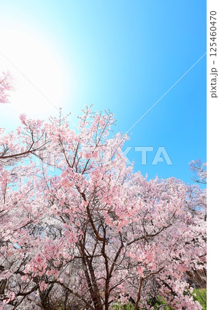 高遠城址公園の満開の桜 高遠城址公園の満開の桜 125460470