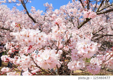 高遠城址公園の満開の桜 高遠城址公園の満開の桜 125460477