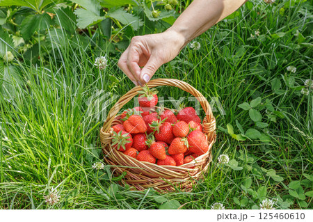 Woman is holding ripe strawberries in her hand. Woman is holding ripe strawberries in her hand. 125460610
