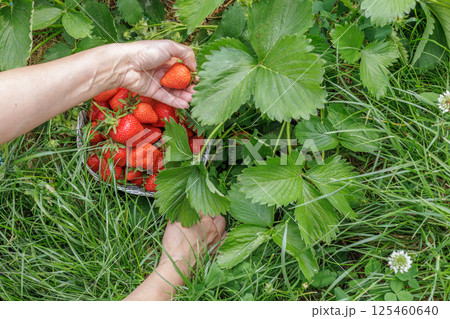 Female farmer is picking fresh red ripe strawberries on the garden bed. Female farmer is picking fresh red ripe strawberries on the garden bed. 125460640