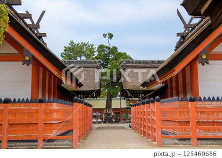 住吉大社　第三、第四本宮本殿と貝塚伊吹の古木　大阪市 125460686